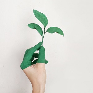 Hand hält eine grüne Pflanze.